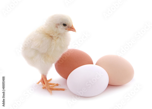 Fotografie, Obraz Cute chick and eggs isolated on white background.
