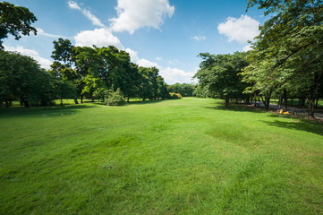 Green summer park garden.