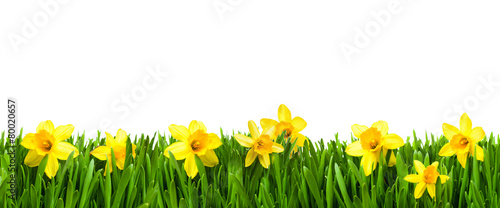 Wiese mit Osterglocken vor weißem Hintergrund kaufen Sie