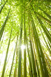 hohe Bambusstämme