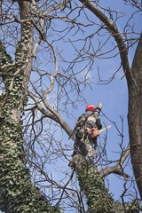 Wall Mural - An arborist using a chainsaw to cut a walnut tree