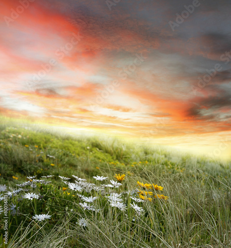 Nowoczesny obraz na płótnie Flowers and sky