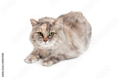 Domestic Medium Hair Mixed Breed Tortie Cat Buy This Stock Photo