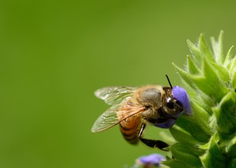 A bee on a blue flower