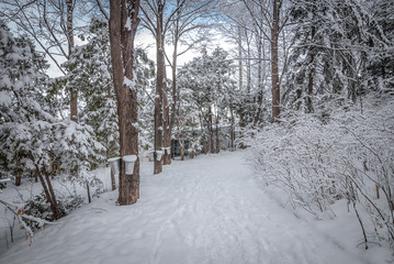 Wall Mural - Walking through a maple winter woods.