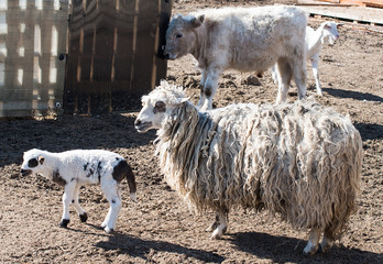 Sticker - lamb on the farmyard