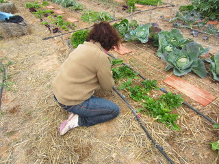 Wall Mural - woman gardener in vegetable garden