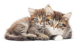 Fototapeta Koty - Two small kittens