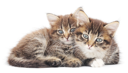 Two small kittens