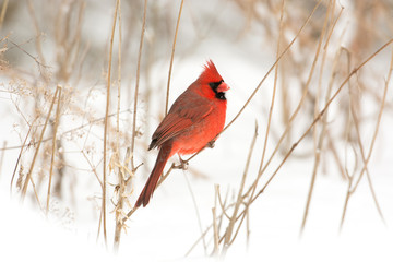 male northern cardinal