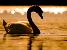 Beautiful Swan Bird In Sunset Drinking Water