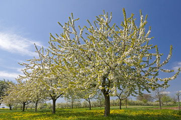 Poster - Obstbaumplantage