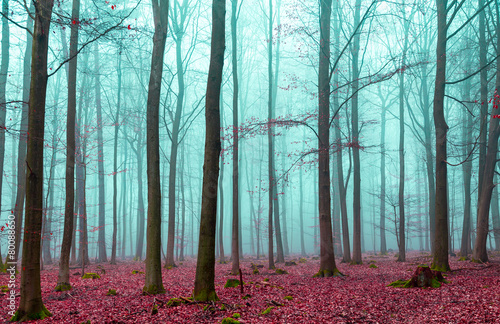 Nowoczesny obraz na płótnie Zauber Wald in rot und türkis