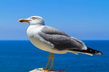 Seagull Posing In Elba Island