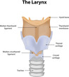 The Larynx Labeled Diagram