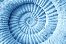 Abstract Blue Made From Ammonite Prehistoric Fossil.