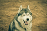 Fototapeta Psy - Portrait of husky dog with opened mouth. Toned