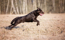 Chocolate Labrador Retriever Dog Running On A Field
