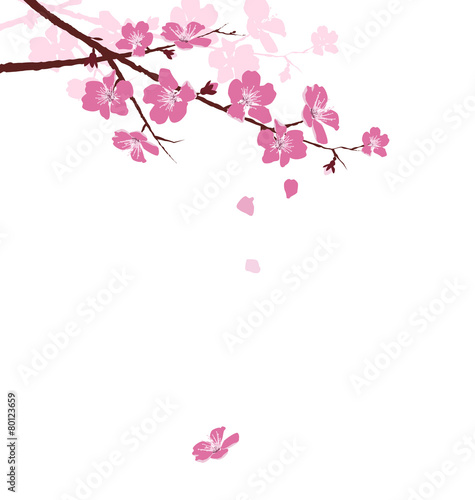 Naklejka - mata magnetyczna na lodówkę Cherry branch with flowers isolated on white background
