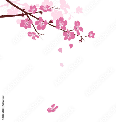 Naklejka na kafelki Cherry branch with flowers isolated on white background