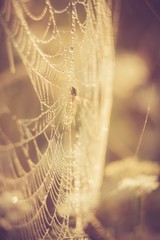 Wall Mural - Vintage photo of spider web..