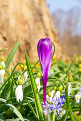 Fotomurales - Frühjahrsboten im März - schwäbische Alb
