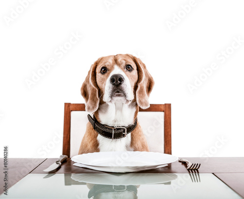 einzelne bedruckte Lamellen - Dog waiting for a dinner on the served table (von Soloviova Liudmyla)