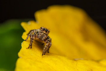 Wall Mural - jumper spider on yello leaf