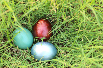 Wall Mural - Colorful easter eggs hidden in dense grasses. Spring holidays co