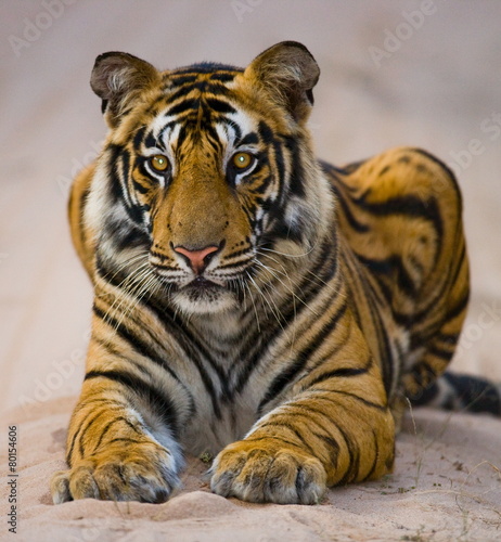 Fototapeta na wymiar Portrait of a Bengal tiger. India.