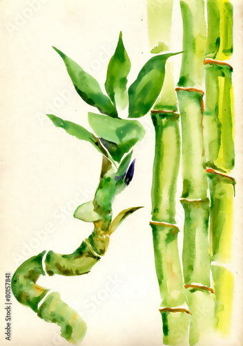 akwarela-zielony-bambus