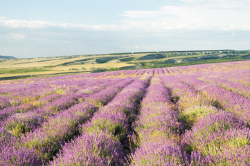 Wall Mural - Meadow of lavender.