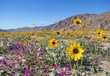 Wildflowers in Anza Borrego Desert