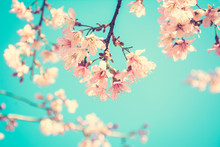 Pink Sakura Flower Blooming On Blue Sky Background-vintage Tone