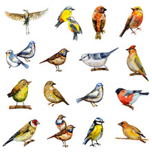 Collection Of Birds. Watercolor Painting