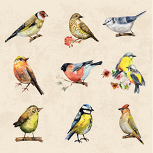 Vintage A Collection Of Birds. Watercolor Painting
