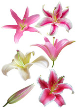 Lily Flowers Collection On A White Background