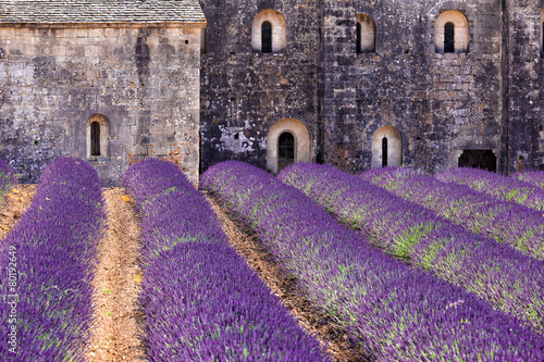 Obraz w ramie Blooming field of Lavender in front of Senanque, France