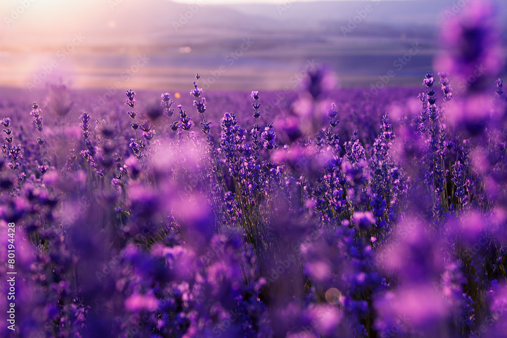 blurred summer background of wild grass and lavender flowers - obrazy, fototapety, plakaty 