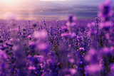 blurred summer background of wild grass and lavender flowers