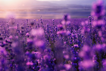 Blurred Summer Background Of Wild Grass And Lavender Flowers