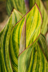  Green leaf as background