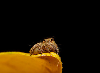 Wall Mural - jumper spider on yello leaf