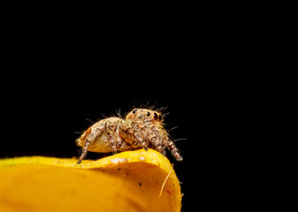Wall Mural - jumper spider on yello leaf