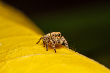 Wall Mural - jumper spider on yello leaf