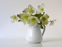 Still Life With Bouquet Of Spring Hellebore Flowers In A Vase.