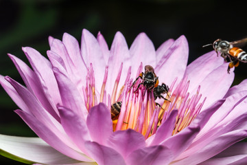 Wall Mural - bee on beautiful lotus