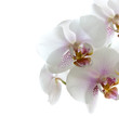 Orchideenblüten isoliert auf dem weißen Hintergrund