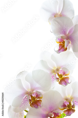 Nowoczesny obraz na płótnie Orchideenblüten