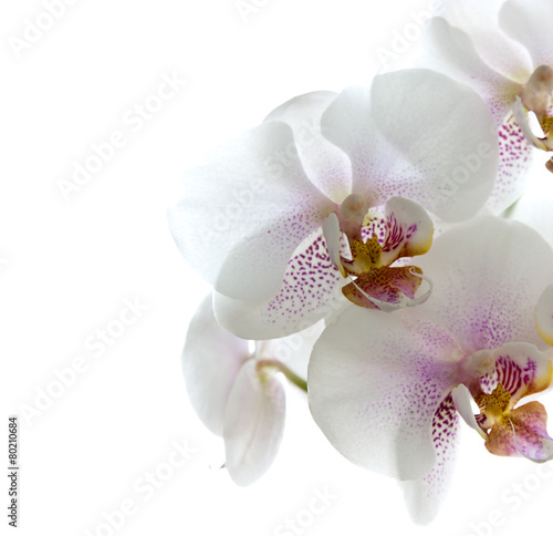 Plakat na zamówienie Orchideenblüten isoliert auf dem weißen Hintergrund